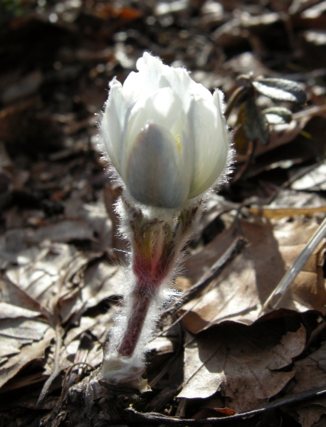 Pulsatilla alpina